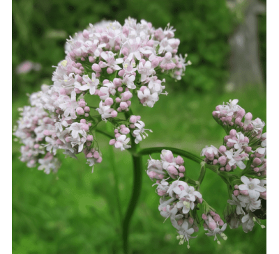 Валериана лекарственная (25 шт.) / Valeriana officinalis